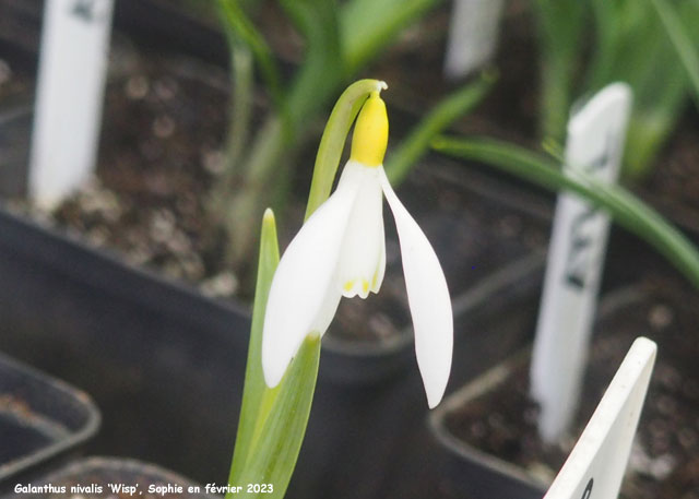 Galanthus nivalis 'Wisp'