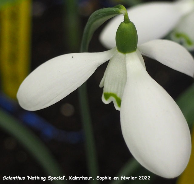 Galanthus 'Nothing Special'