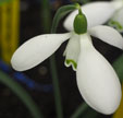 Galanthus 'Nothing Special'