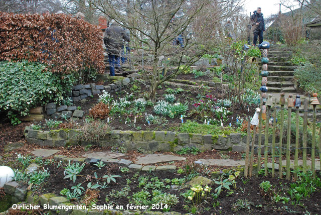 Collection de Galanthus à Oirlicher Blumengarten