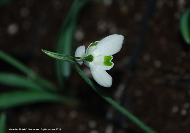 Galanthus 'Ophelia'