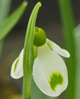 Galanthus 'Philippe Andre Meyer'