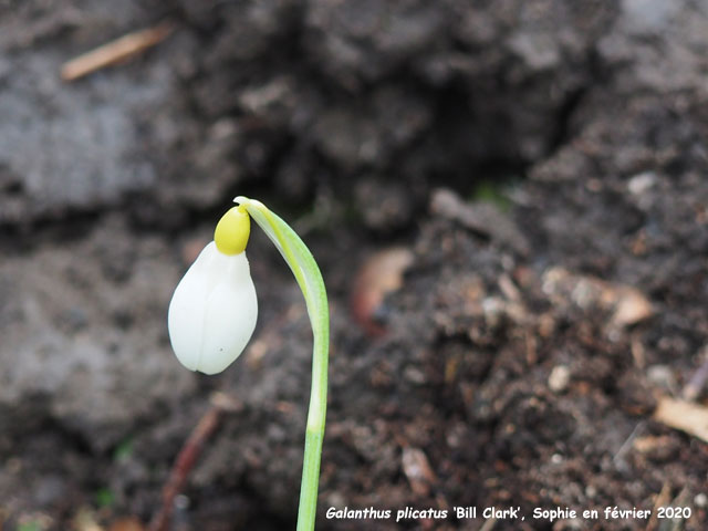 Galanthus plicatus 'Bill Clark'