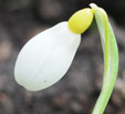 Galanthus plicatus 'Bill Clark'