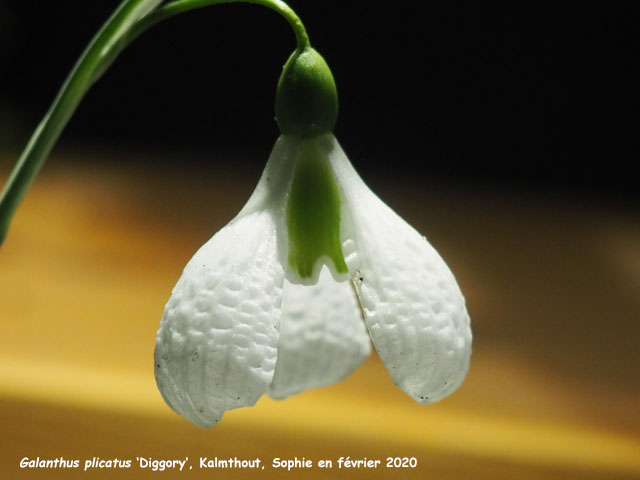 Galanthus plicatus 'Diggory'