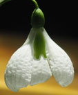 Galanthus pliatus 'Diggory''