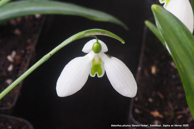 Galanthus plicatus 'Gerard Parker'