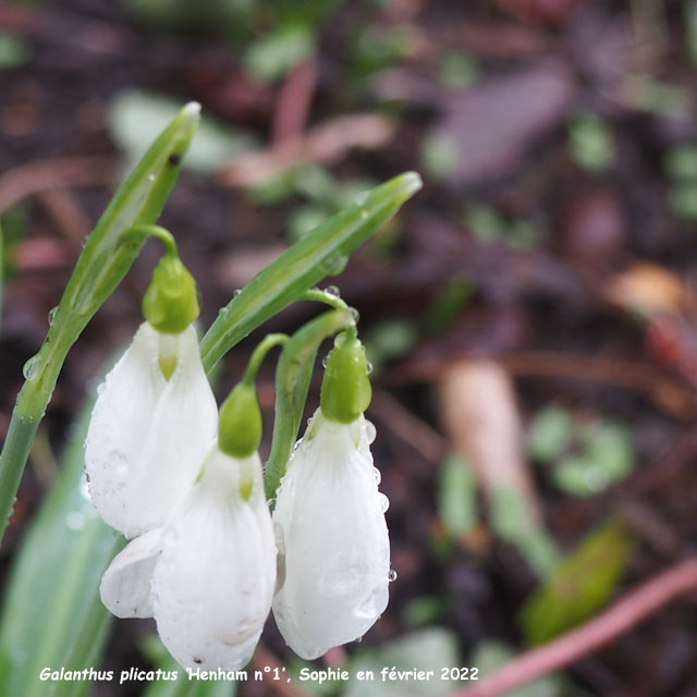 Galanthus plicatus 'Henham n°1'
