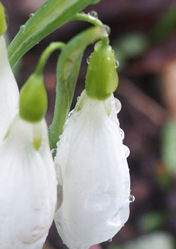 Galanthus plicatus 'Henham n°1'