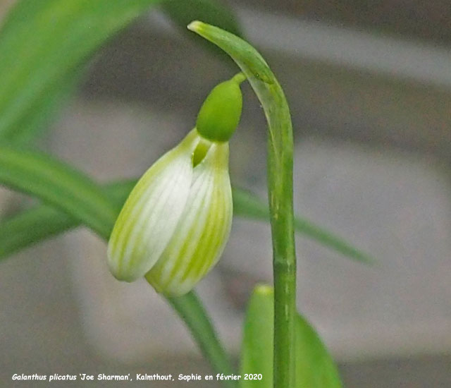 Galanthus plicatus 'Joe Sharman'