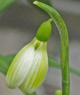 Galanthus plicatus 'Joe Sharman'