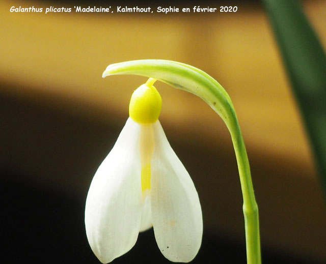 Galanthus plicatus 'Madelaine'