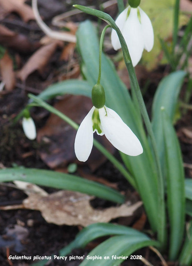 Galanthus plicatus 'Percy Picton'