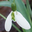 Galanthus plicatus 'Percy Picton'
