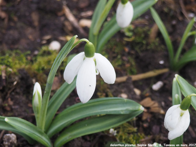 Galanthus plicatus 'Sophie North'