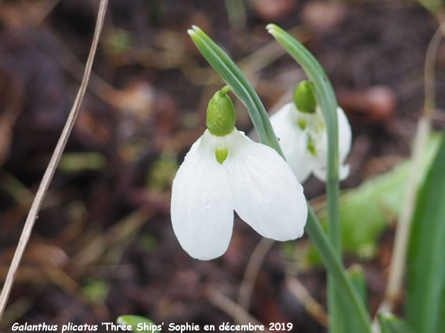 Galanthus plicatus 'Three Ships'