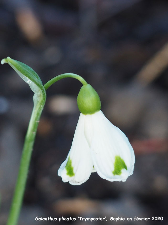 Galanthus plicatus 'Trympostor'