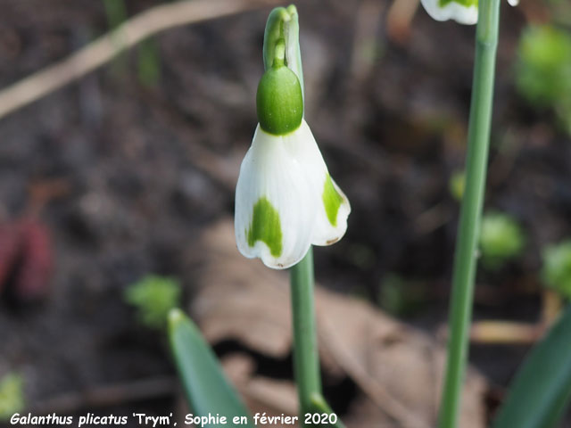 Galanthus plicatus 'Trym'