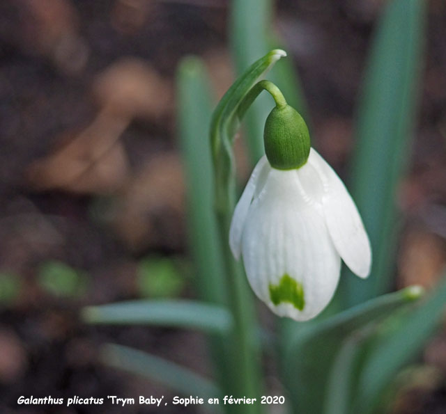 Galanthus plicatus 'Trym Baby'