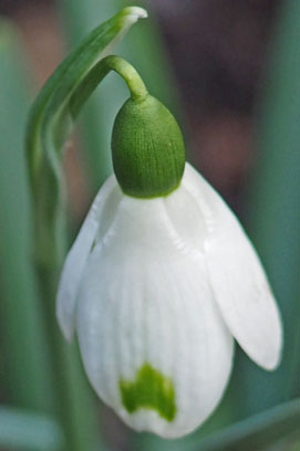 galanthus plicatus 'Trym Baby'