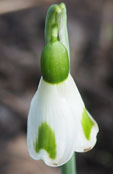 Galanthus plicatus 'Trym Baby'