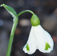 Galanthus plicatus 'Trympostor"