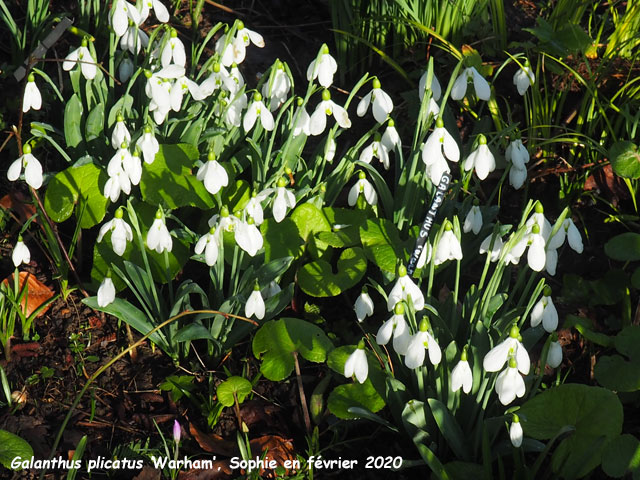 Galanthus plicatus 'Warham'