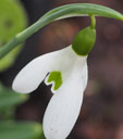 Galanthus plicatus subsp. plicatus