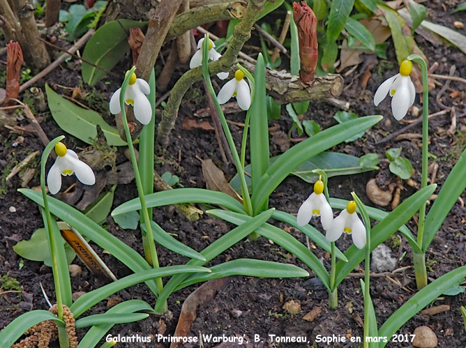 Galanthus 'Primrose Warburg'
