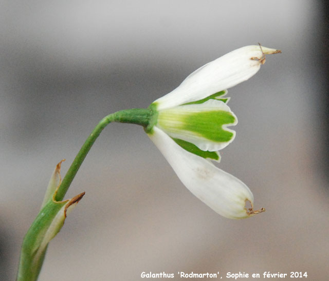 Galanthus 'Rodmarton'