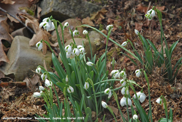 Galanthus 'Rodmarton'