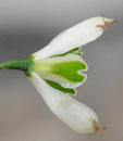 Galanthus 'Wisley Magnet'