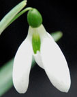 Galanthus plicatus 'Sally Pasmore'