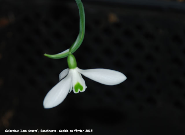 Galanthus  'Sam Arnott'