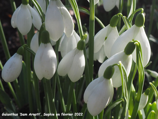 Galanthus  'Sam Arnott'