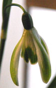 Galanthus nivalis 'Selina Cords'