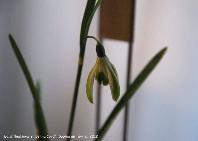 Galanthus nivalis 'Selina Cords'