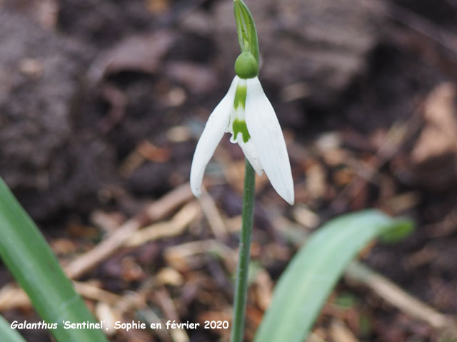 Galanthus 'Sentinel'