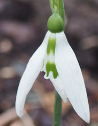 Galanthus 'Sentinel'