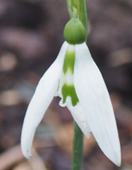 Galanthus 'Wisley Magnet'