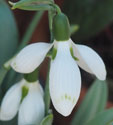 Galanthus 'Snow Fox'