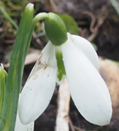 Galanthus plicatus 'Sophie North'