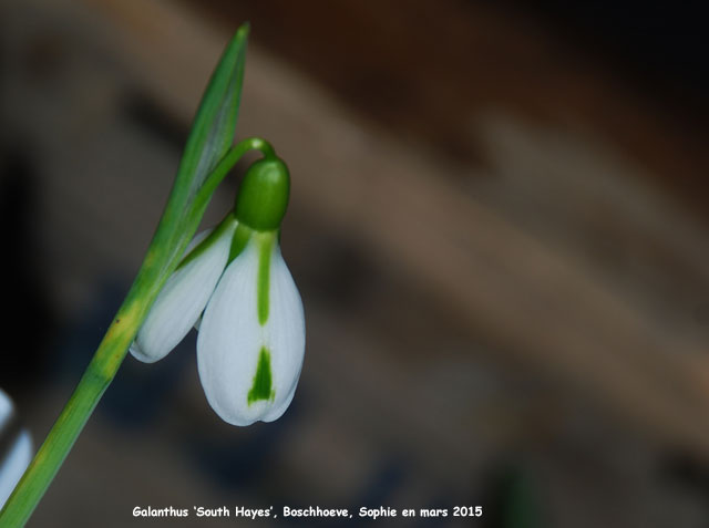 Galanthus 'South Hayes'