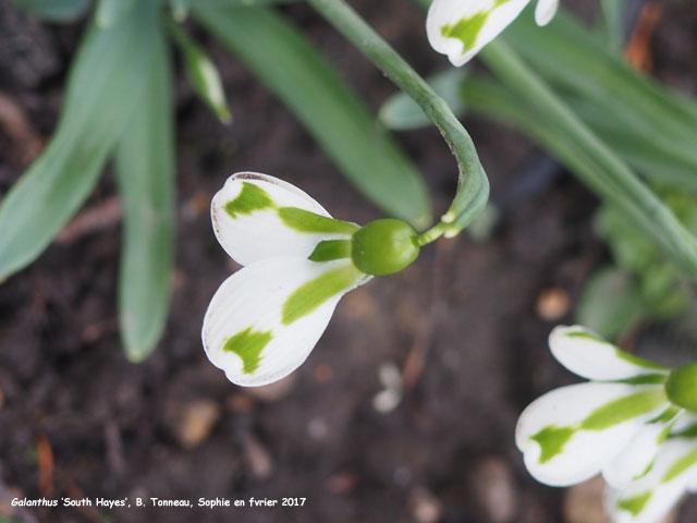 Galanthus 'South Hayes'