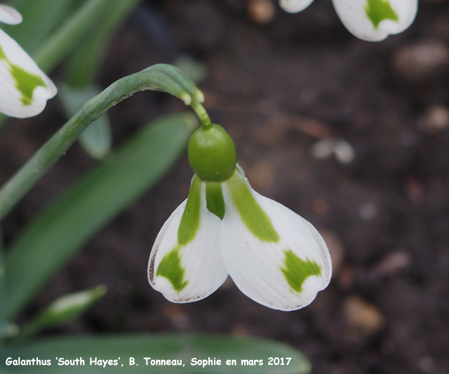 Galanthus 'South Hayes'