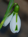 Galanthus 'South Hayes'