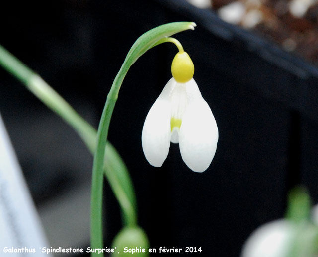 Galanthus 'Spindlestone Surprise'