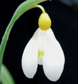 Galanthus 'Spindlestone Surprise'