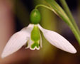 Galanthus elwesii 'Spring Pearl'