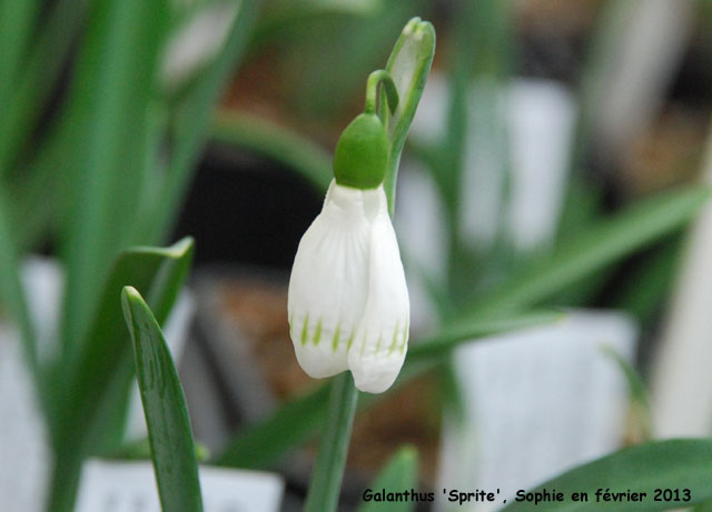 Galanthus 'Sprite'